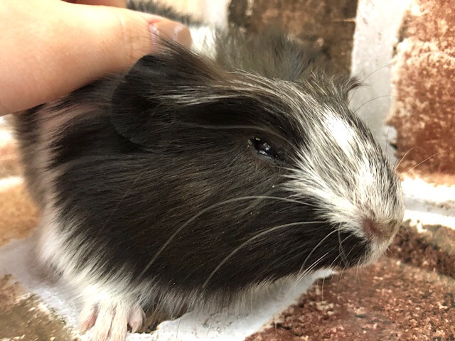 クレステッドモルモット