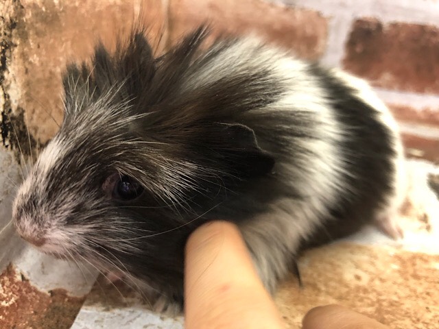 クレステッドモルモット