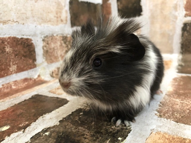 クレステッドモルモット