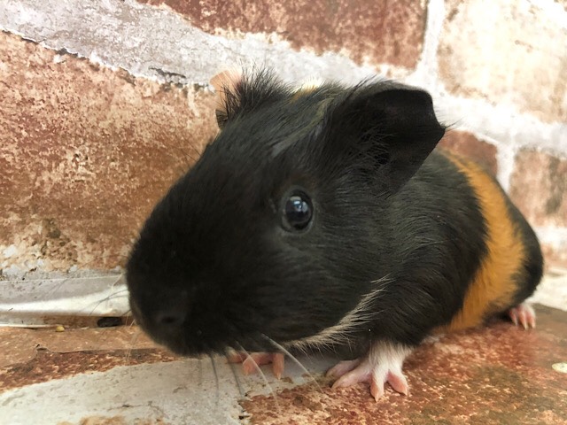 イングリッシュモルモット