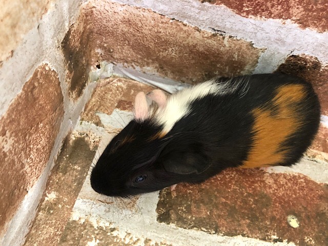 イングリッシュモルモット