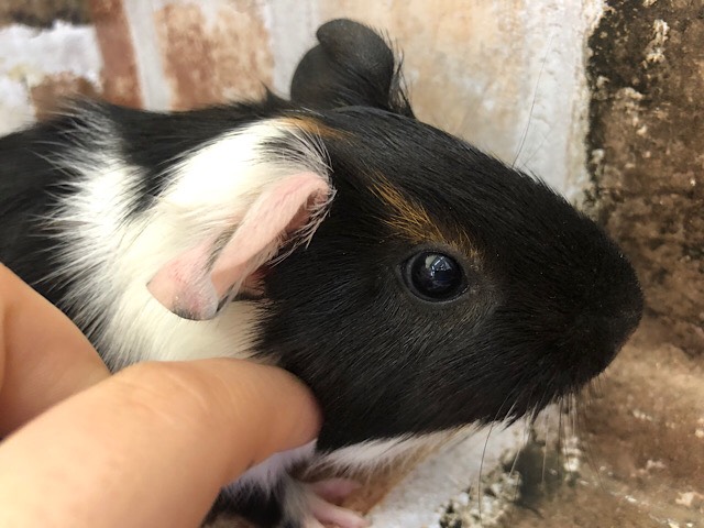 イングリッシュモルモット