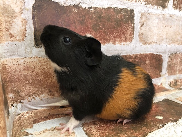 イングリッシュモルモット