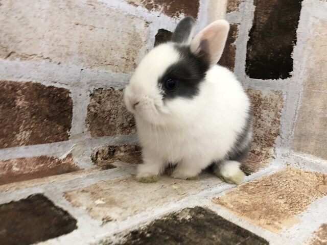 ネザーランドドワーフ