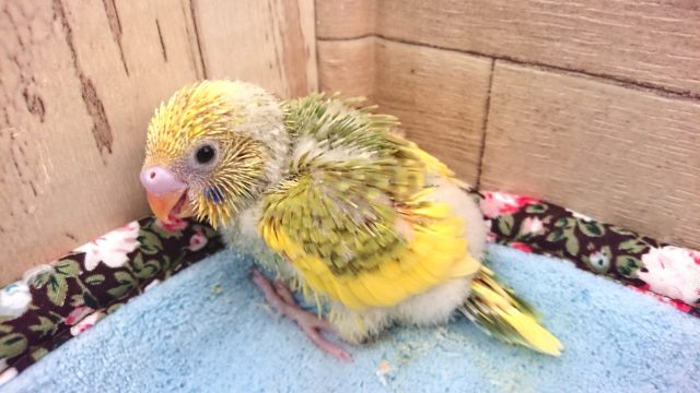セキセイインコ
