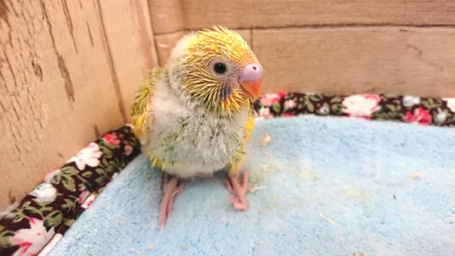 セキセイインコ