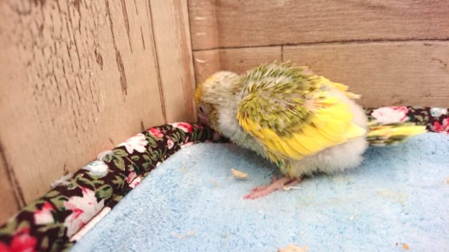 セキセイインコ