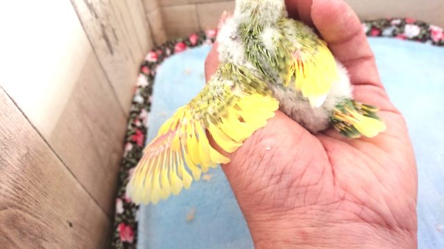 セキセイインコ
