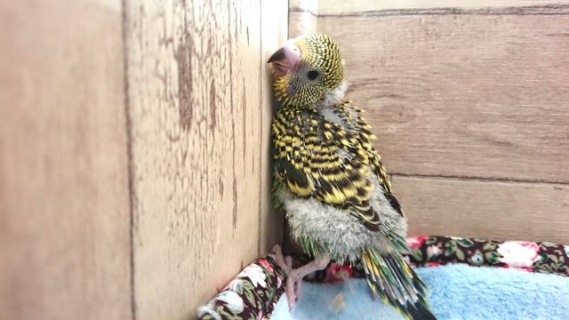 セキセイインコ