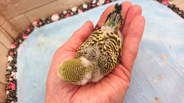 セキセイインコ