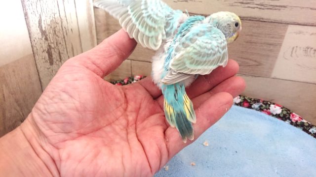 セキセイインコ