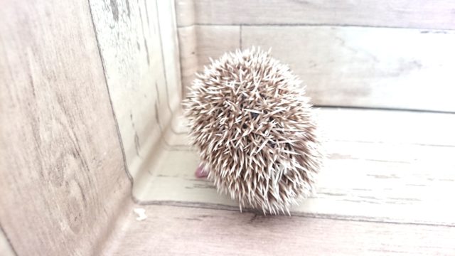 ハリネズミ（ヨツユビハリネズミ）