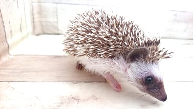 ハリネズミ（ヨツユビハリネズミ）