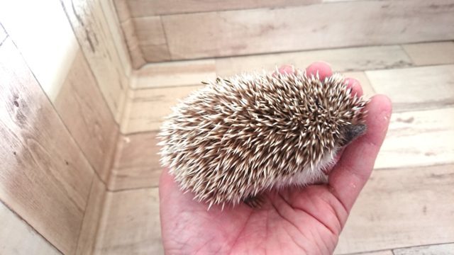 積極的なぁ~ ハリネズミ~~ ハリネズミ(ヨツユビハリネズミ)