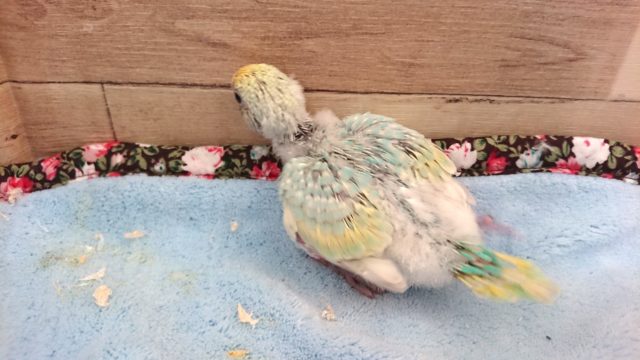 セキセイインコ