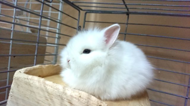 ライオンラビット