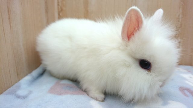 ライオンラビット