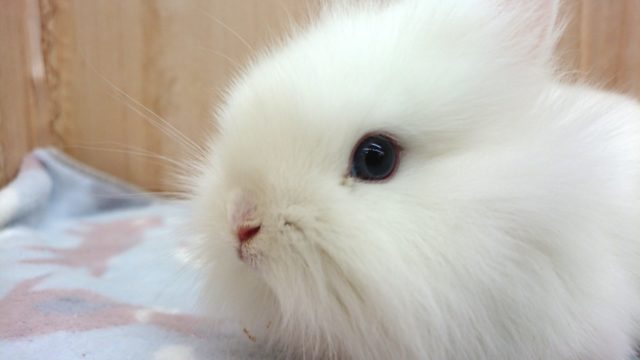 ライオンラビット