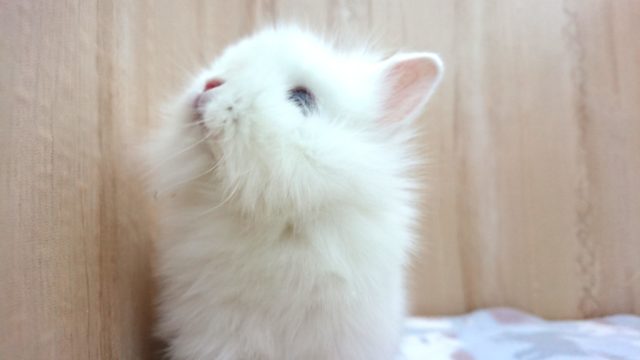 ライオンラビット