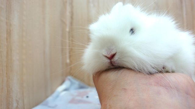 ライオンラビット