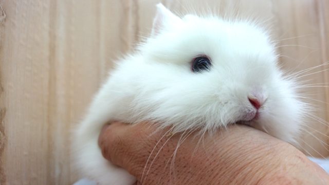 ライオンラビット