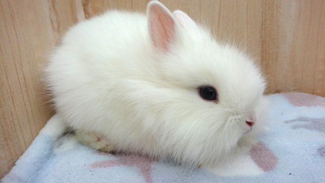 ライオンラビット