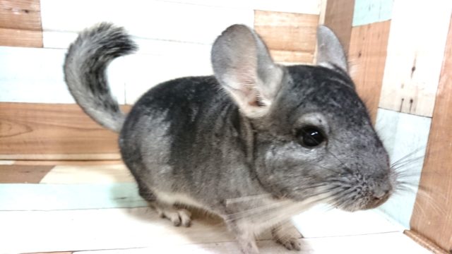 チンチラ