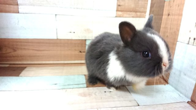 ネザーランドドワーフ