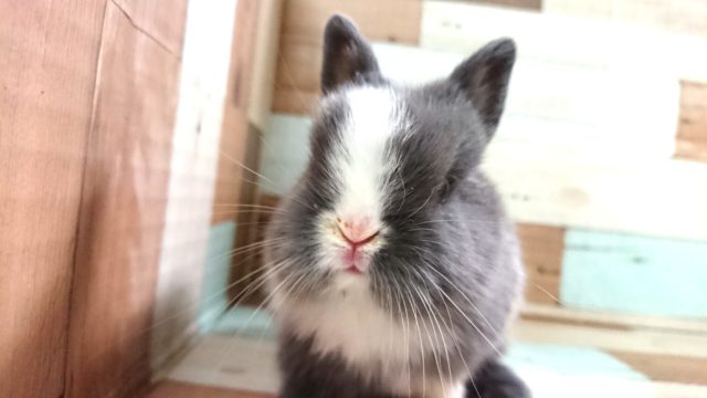 ネザーランドドワーフ