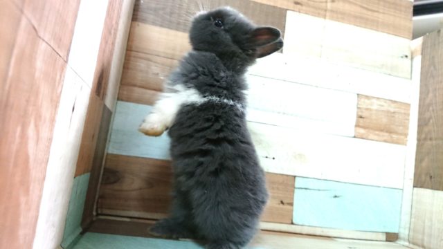 ネザーランドドワーフ