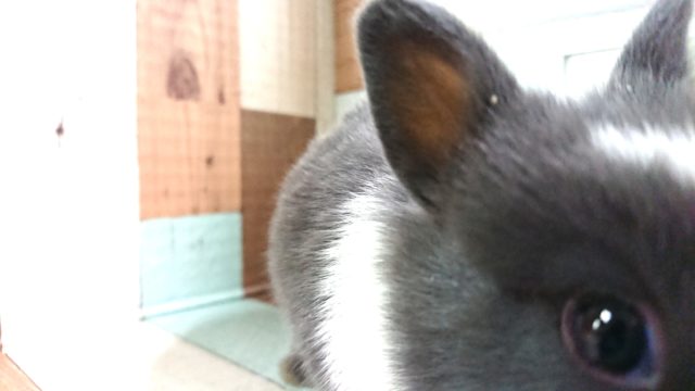 ネザーランドドワーフ