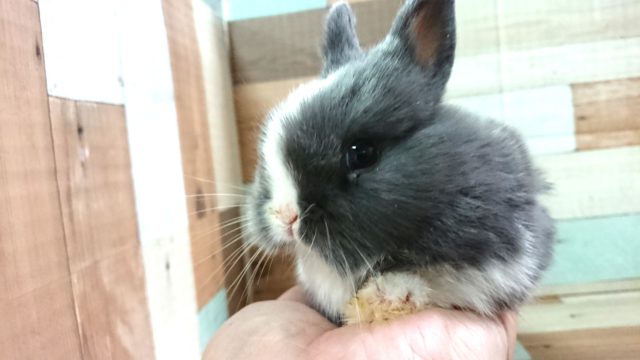 ネザーランドドワーフ