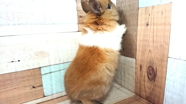 ネザーランドドワーフ