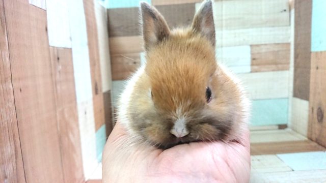 ネザーランドドワーフ