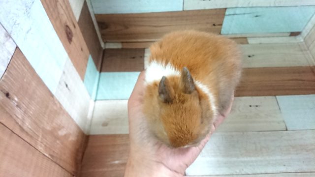 ネザーランドドワーフ