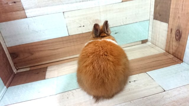 ネザーランドドワーフ