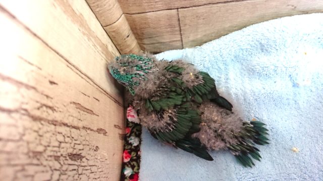 サザナミインコ