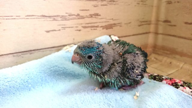 サザナミインコ