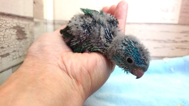 サザナミインコ