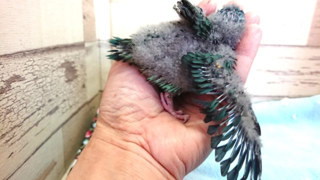 サザナミインコ