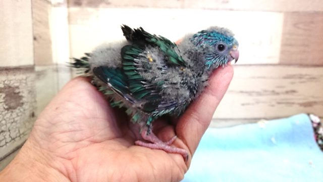 サザナミインコ