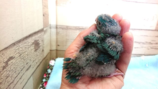 サザナミインコ