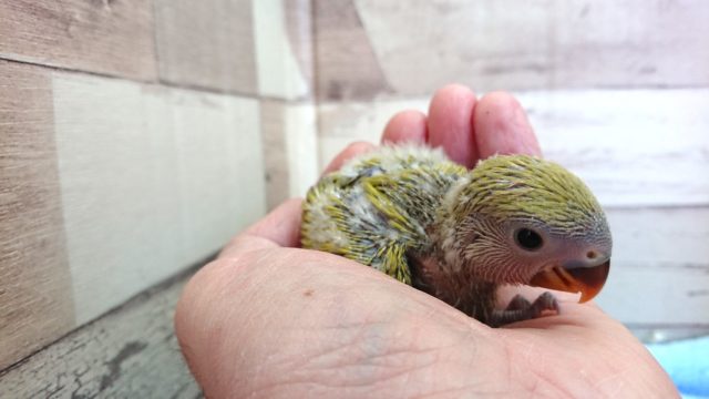 コザクラインコ（小桜インコ）