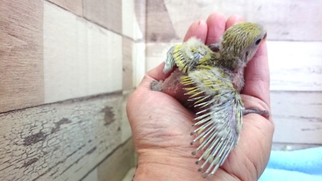 コザクラインコ（小桜インコ）