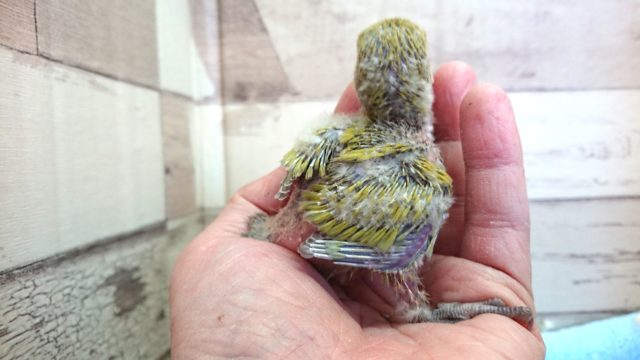 コザクラインコ（小桜インコ）