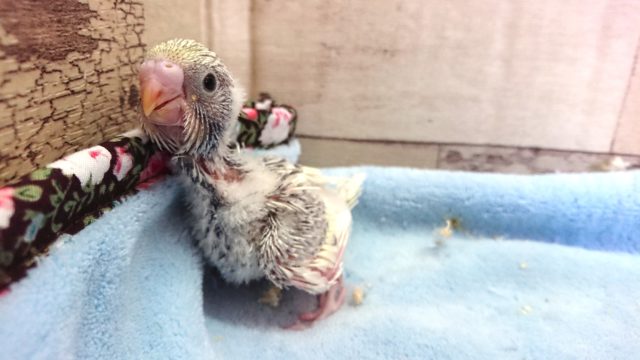 羽衣セキセイインコ