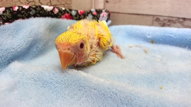 コザクラインコ（小桜インコ）