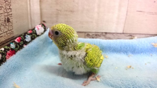 セキセイインコ