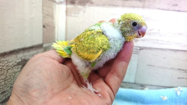 セキセイインコ