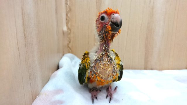 コガネメキシコインコ
